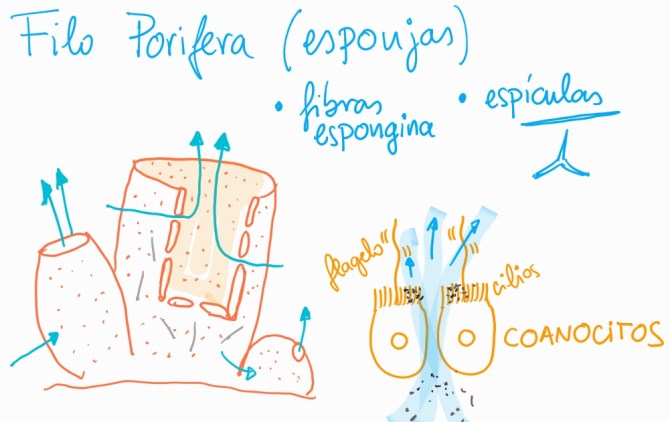 Dibujo filo porifera