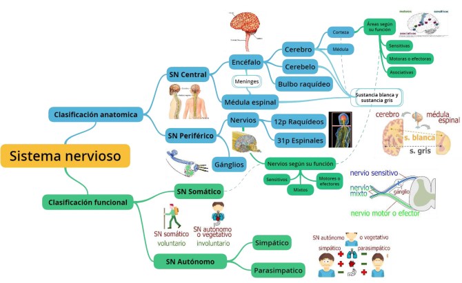 Sistema nervioso _ Mapa Mental