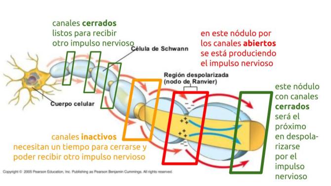 Transmisión del impulso nervioso 06